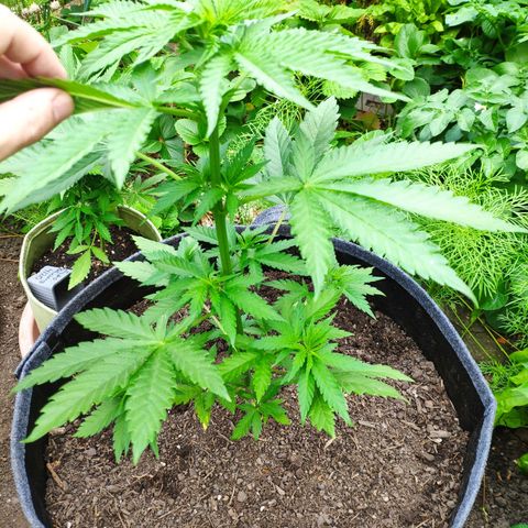 Purple Cookie Kush Sensi Seeds  growlog timeline photo