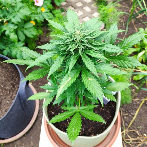 Quick One Royal Queen Seeds growlog timeline photo
