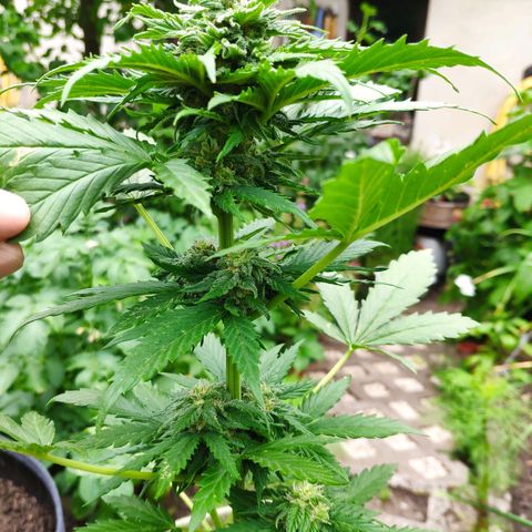 Quick One Royal Queen Seeds growlog timeline photo