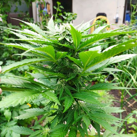 Auto Blueberry Dutch Passion  growlog timeline photo