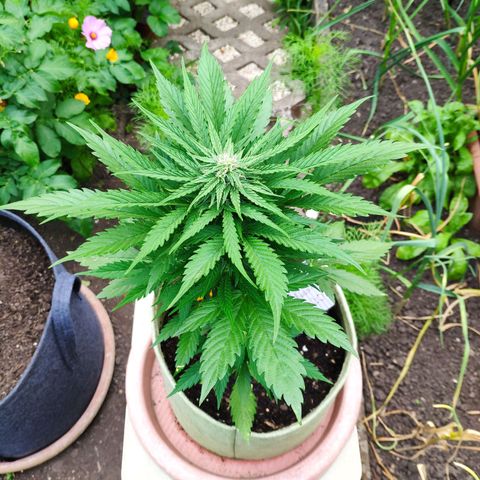Auto Blueberry Dutch Passion  growlog timeline photo
