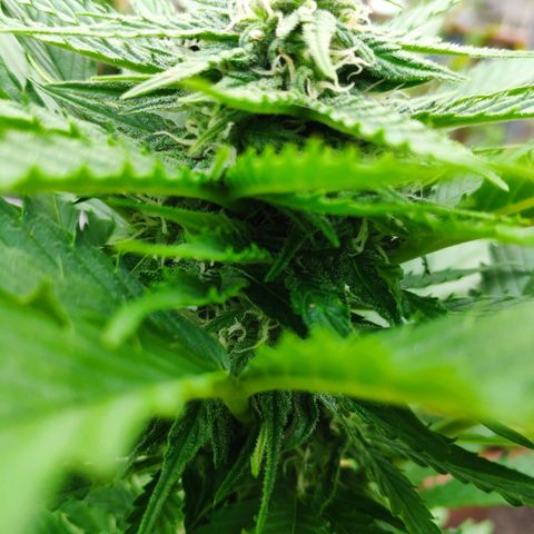 Auto Blueberry Dutch Passion  growlog timeline photo