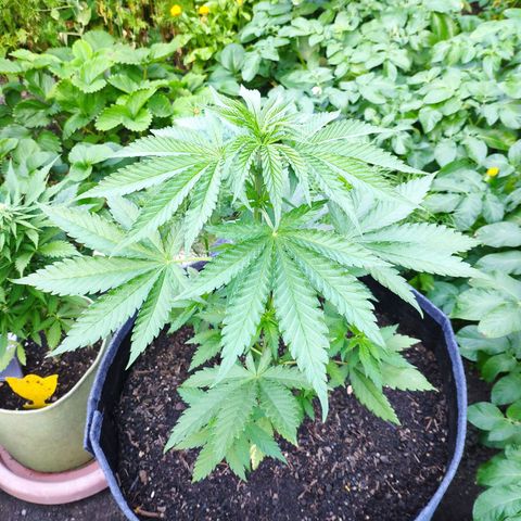 Purple Cookie Kush Sensi Seeds  growlog timeline photo