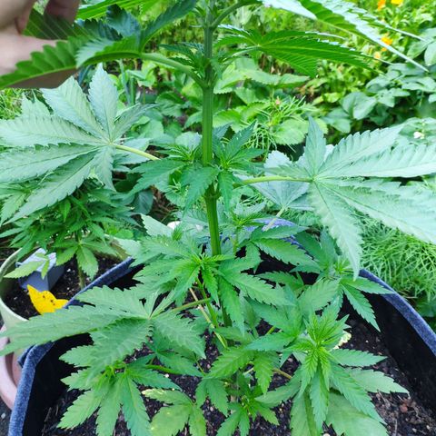 Purple Cookie Kush Sensi Seeds  growlog timeline photo
