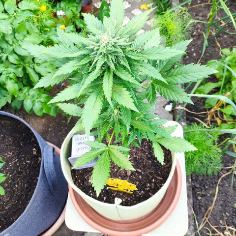 Quick One Royal Queen Seeds growlog timeline photo