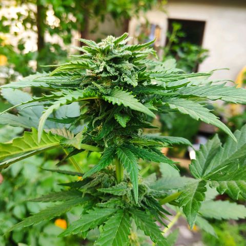 Quick One Royal Queen Seeds growlog timeline photo