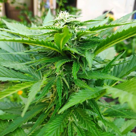 Auto Blueberry Dutch Passion  growlog timeline photo