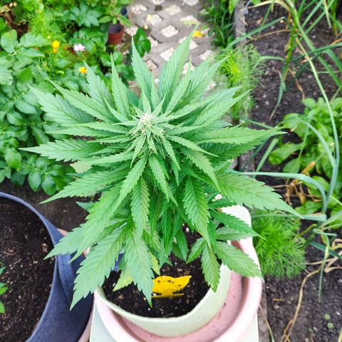 Auto Blueberry Dutch Passion  growlog timeline photo