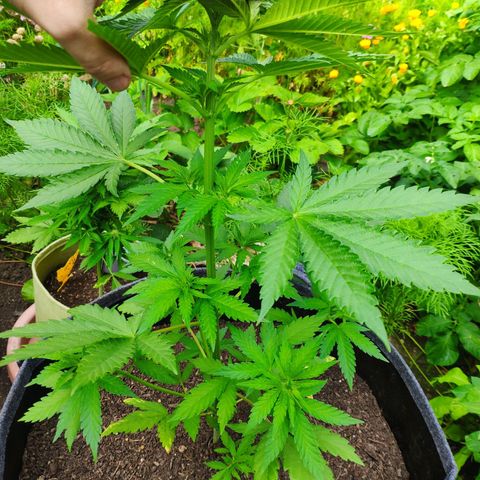 Purple Cookie Kush Sensi Seeds  growlog timeline photo