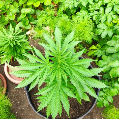 Purple Cookie Kush Sensi Seeds  growlog timeline photo