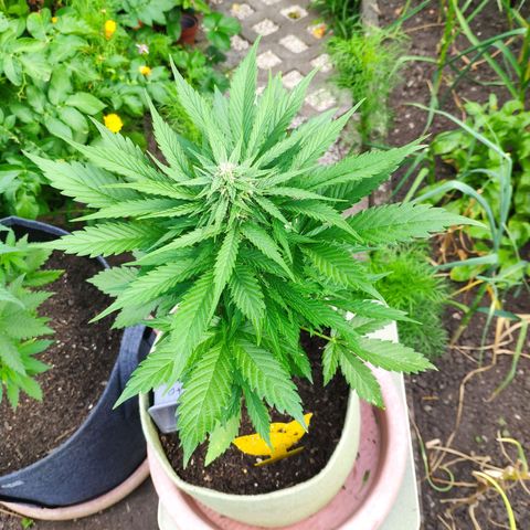 Auto Blueberry Dutch Passion  growlog timeline photo