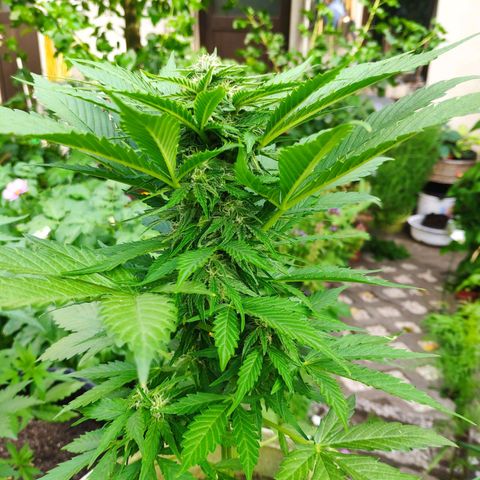 Auto Blueberry Dutch Passion  growlog timeline photo
