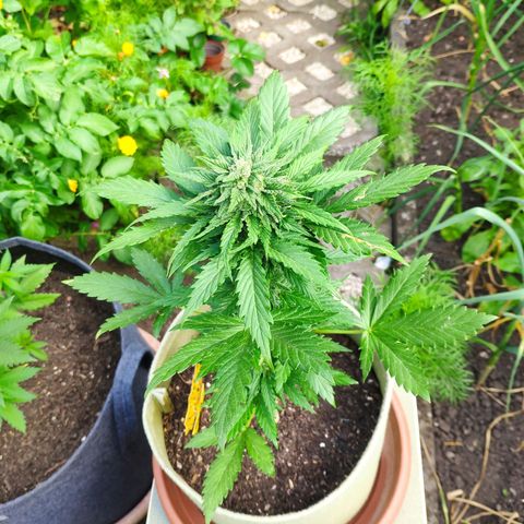 Quick One Royal Queen Seeds growlog timeline photo