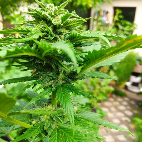 Quick One Royal Queen Seeds growlog timeline photo