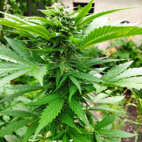 Auto Blueberry Dutch Passion  growlog timeline photo