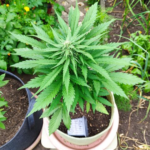 Auto Blueberry Dutch Passion  growlog timeline photo
