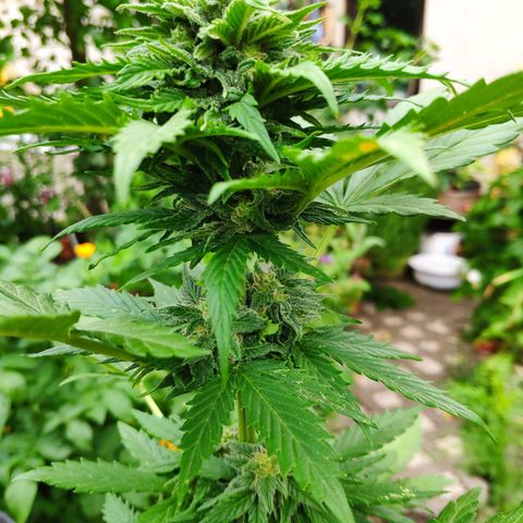 Quick One Royal Queen Seeds growlog timeline photo