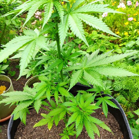 Purple Cookie Kush Sensi Seeds  growlog timeline photo