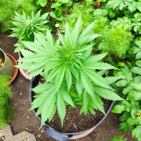 Purple Cookie Kush Sensi Seeds  growlog timeline photo