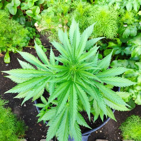 Purple Cookie Kush Sensi Seeds  growlog timeline photo