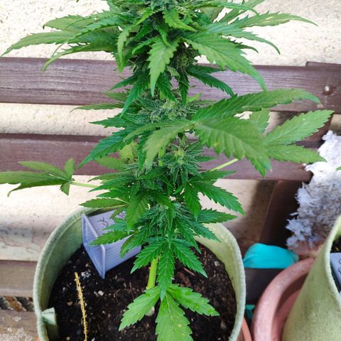Quick One Royal Queen Seeds growlog timeline photo