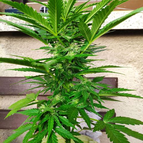 Auto Blueberry Dutch Passion  growlog timeline photo
