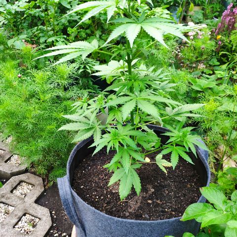 Purple Cookie Kush Sensi Seeds  growlog timeline photo