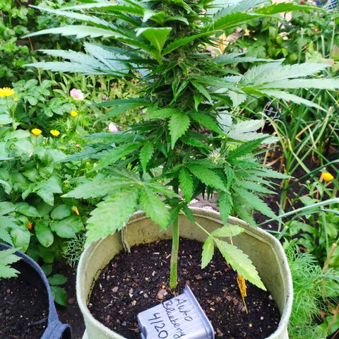 Auto Blueberry Dutch Passion  growlog timeline photo