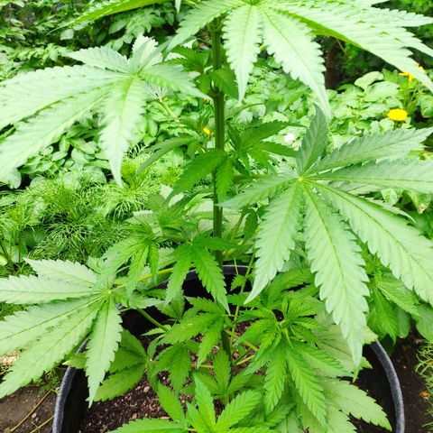 Purple Cookie Kush Sensi Seeds  growlog timeline photo