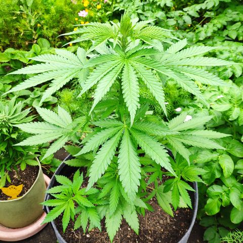 Purple Cookie Kush Sensi Seeds  growlog timeline photo