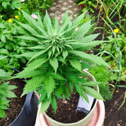 Auto Blueberry Dutch Passion  growlog timeline photo