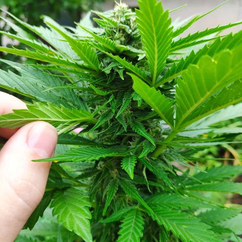 Auto Blueberry Dutch Passion  growlog timeline photo