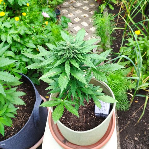 Quick One Royal Queen Seeds growlog timeline photo