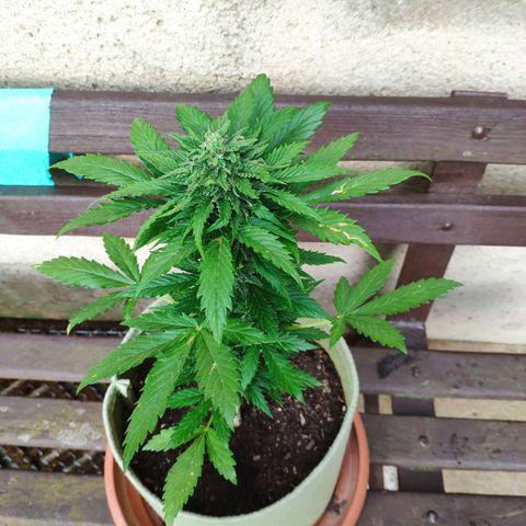 Quick One Royal Queen Seeds growlog timeline photo
