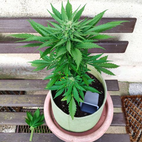 Auto Blueberry Dutch Passion  growlog timeline photo