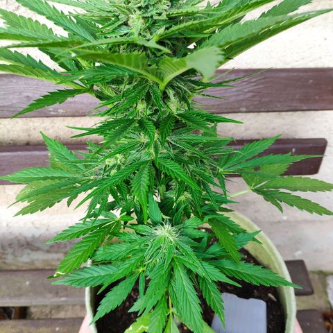 Auto Blueberry Dutch Passion  growlog timeline photo