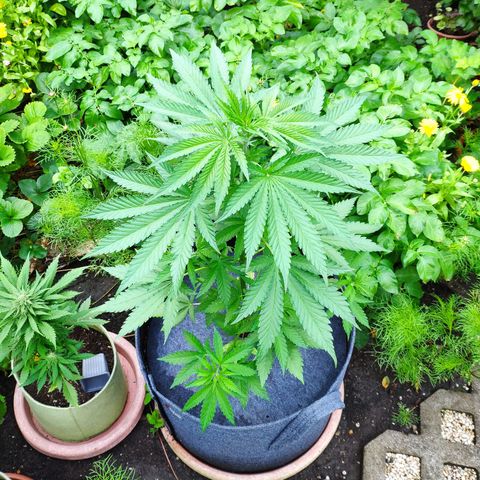 Purple Cookie Kush Sensi Seeds  growlog timeline photo