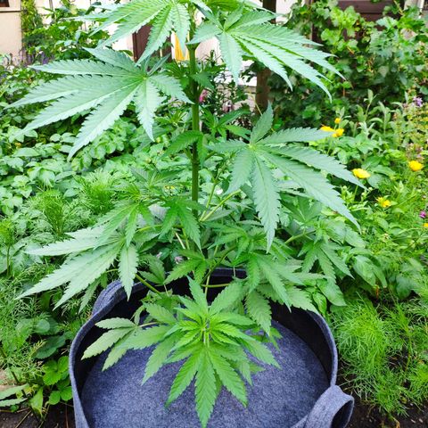 Purple Cookie Kush Sensi Seeds  growlog timeline photo