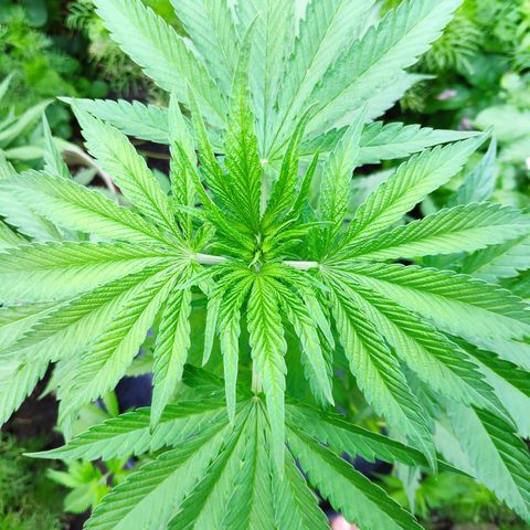 Purple Cookie Kush Sensi Seeds  growlog timeline photo