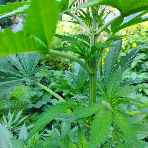 Purple Cookie Kush Sensi Seeds  growlog timeline photo