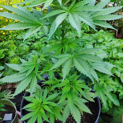Purple Cookie Kush Sensi Seeds  growlog timeline photo