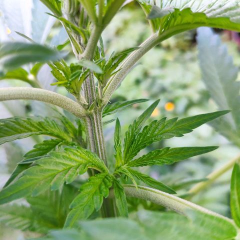 Purple Cookie Kush Sensi Seeds  growlog timeline photo