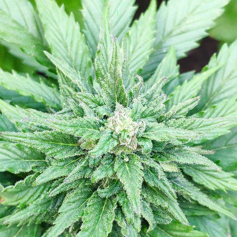 Quick One Royal Queen Seeds growlog timeline photo