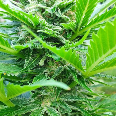 Auto Blueberry Dutch Passion  growlog timeline photo