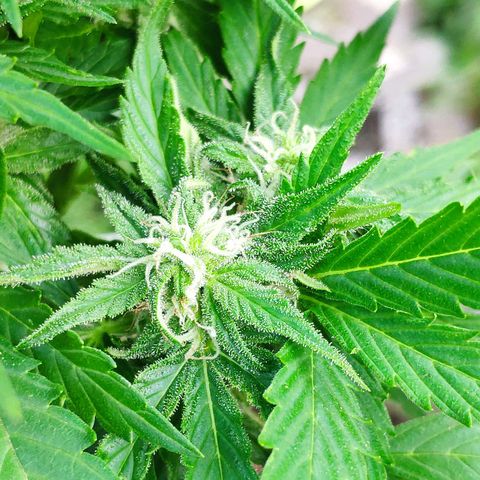 Auto Blueberry Dutch Passion  growlog timeline photo