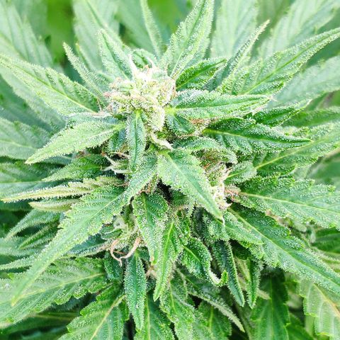 Auto Blueberry Dutch Passion  growlog timeline photo