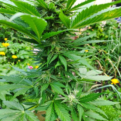 Auto Blueberry Dutch Passion  growlog timeline photo