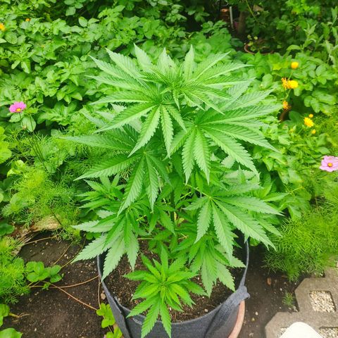 Purple Cookie Kush Sensi Seeds  growlog timeline photo