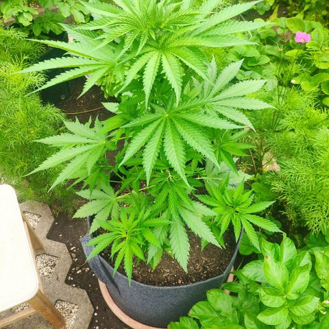 Purple Cookie Kush Sensi Seeds  growlog timeline photo