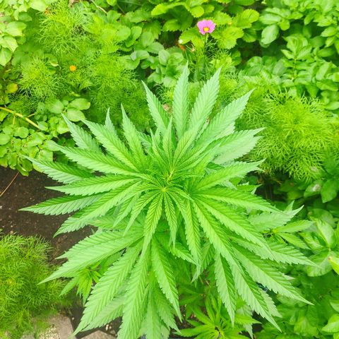 Purple Cookie Kush Sensi Seeds  growlog timeline photo